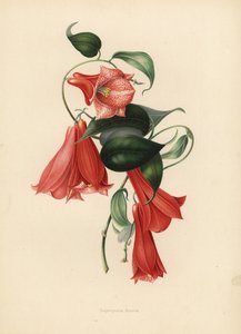 Campanula cilena o copihue, Lapageria rosea